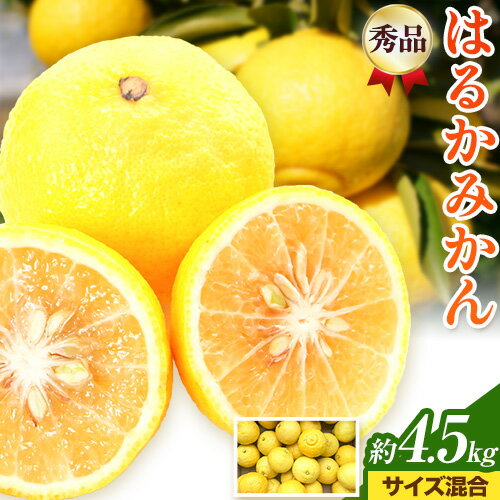 【ふるさと納税】【先行予約】【さわやか柑橘】秀品 和歌山県産 はるかみかん 約4.5kg （サイズ混合）日高川町厳選館《2026年2月中旬〜4月中旬頃より出荷予定》和歌山県 日高川町 送料無料 はるか みかん 柑橘 フルーツ 果物