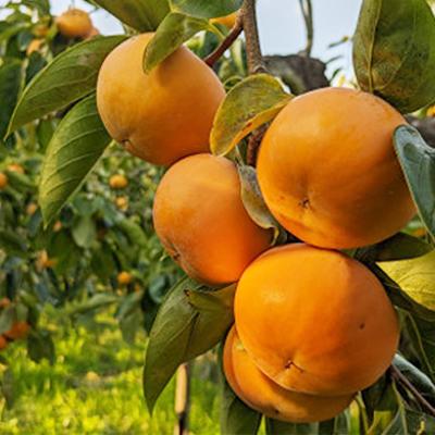 ふるさと納税 橋本市 【先行予約】匠果樹園 富有柿【秀品】白紫箱 2Lまたは3Lサイズ【2026年11月〜12月発送】 |  | 03