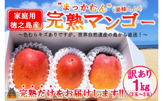 2267 ≪先行予約≫訳あり！【家庭用】徳之島産完熟マンゴー1kg（2～3玉）( マンゴー フルーツ わけあり 訳あり 訳有 果物 完熟 無加温 徳之島 世界自然遺産 美味しい とろける 旬 贅沢 糖度 南の島 )