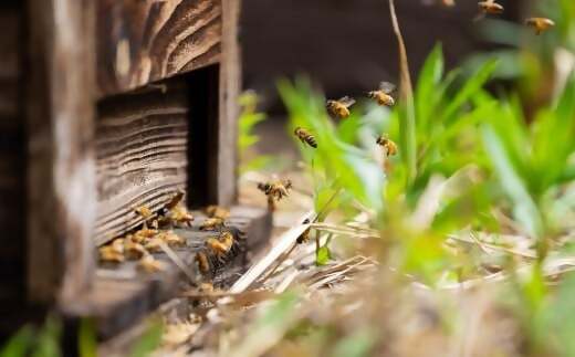 春のしずく2本セット 合計600g (300g×2本) 百花蜜 はちみつ 蜂蜜 ハチミツ ミツバチ みつばち 蜜蜂 小分け 小分 便利 鹿児島 鹿児島県産 薩摩川内市 ふるさと納税 ASR-8109