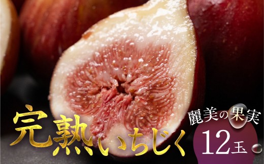 完熟いちじく 12玉 国産 いちじく イチジク 無花果 フルーツ くだもの 果物 旬 旬のフルーツ 甘い 新鮮 採れたて 桝井ドーフィン サマーレッド ブランド ブランドいちじく 糖度 送料無料 おススメ 人気 贈答 プレゼント 夏 秋 愛知県 豊橋市