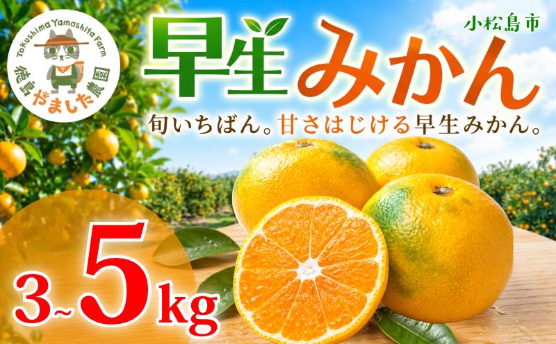 
                  【先行予約】 【2026年10月下旬順次発送】 早生みかん 3kg ～ 5kg みかん 早生 柑橘 果物 くだもの フルーツ 国産 新鮮 甘い 農家直送 徳島県 小松島市
                