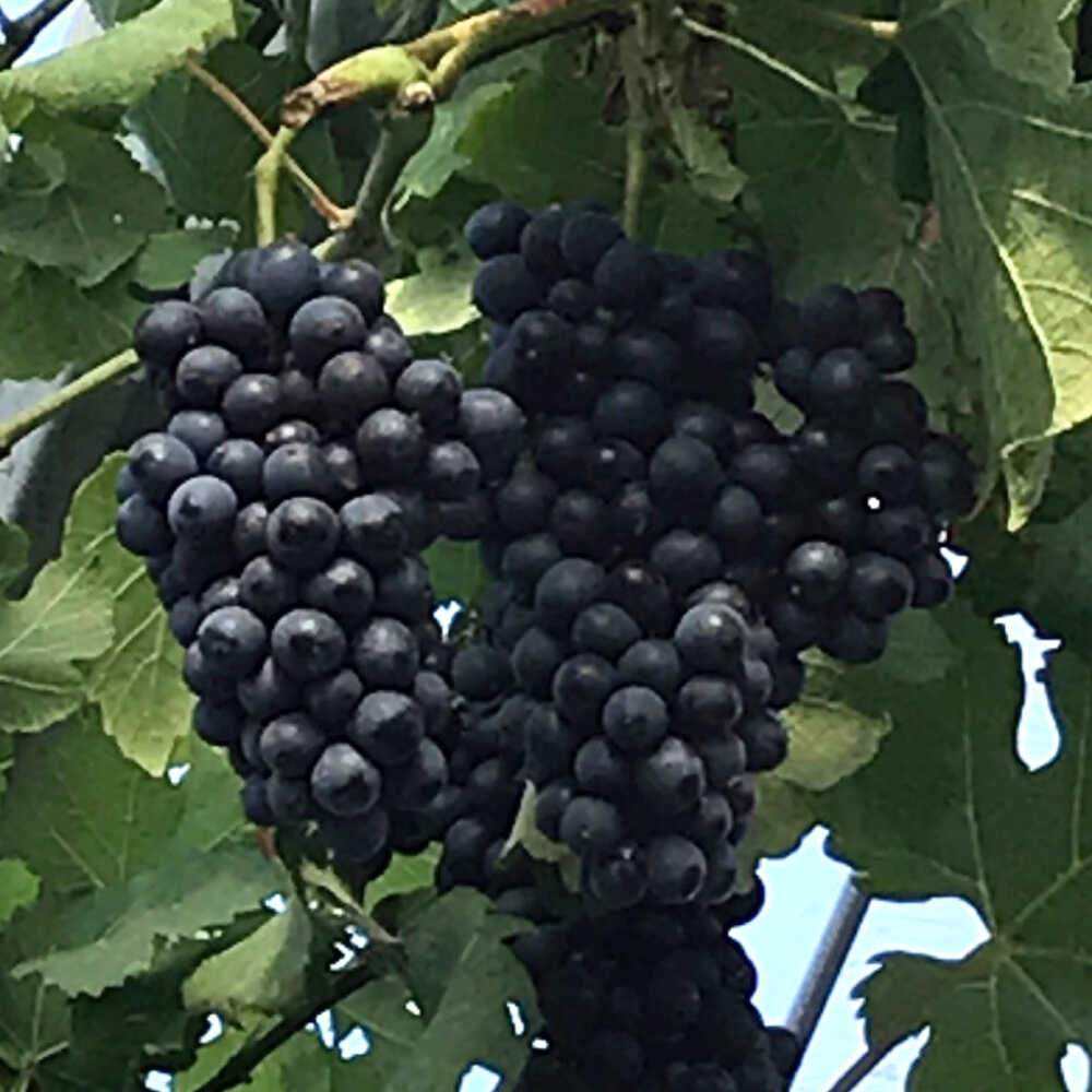 【ふるさと納税】ワイン用ブドウ苗(シラー シラーズ)6号鉢入り 2〜3年生 大苗 樹高50cm前後 苗 苗木 果樹 / ぶどう ぶどう苗木 葡萄 ぶどうの木 庭木 植木 熊本県 菊陽町 木 栽培 育成 収穫【Herb＆Rose】[BHCQ008]