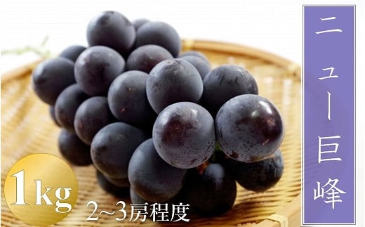 【先行予約】【数量限定】宮内果樹観光園のニュー巨峰 約1kg ぶどう 2～3房 | フルーツ 果物 くだもの ブドウ 葡萄 巨峰 ニュー巨峰 産地直送 大分県 中津市