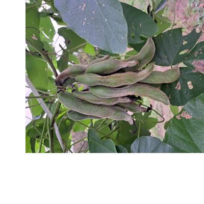 ふるさと納税 藤岡市 ムクナ豆のパウダーとお茶のセット |  | 03