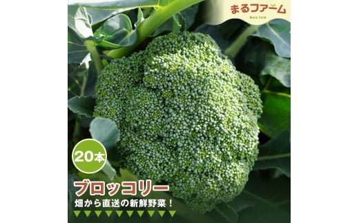 No.383 ブロッコリー　20コ ／ 新鮮 野菜 産地直送 朝採れ 国産 健康食材 食感 甘み 料理用 サラダ 下ごしらえ簡単 大容量 日常使い 千葉県 特産