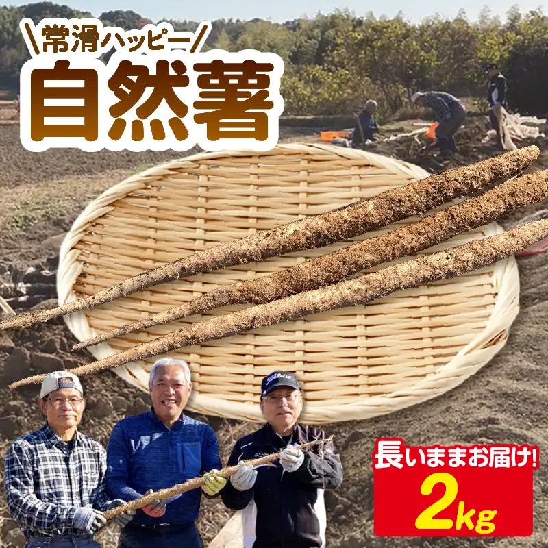 常滑ハッピー自然薯　約2kg