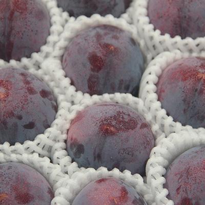 ふるさと納税 山梨市 【先行受付】訳ありプラム(すもも) 約1.2kg(6〜12個) |  | 03