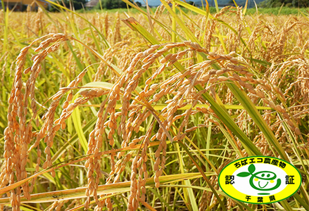 《令和７年産 新米》田代農園の定期便『長狭米コシヒカリ（一等米）』【玄米６kg】×12カ月　[0216-0002]