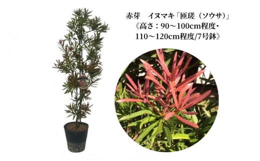 
                  赤芽　イヌマキ　 「匝瑳（ソウサ）」《高さ：90～100cm/110～120cm程度》
                