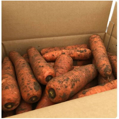 【ふるさと納税】【小山市産】にんじん農家さんが育てた泥付きにんじん　10kg【1609123】