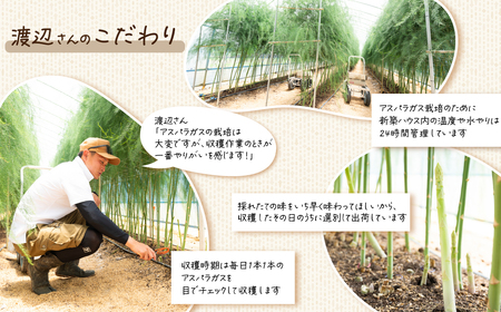 【先行予約】アスパラガス春芽　M~Lサイズ　1㎏（2025年3月下旬~5月下旬発送予定）