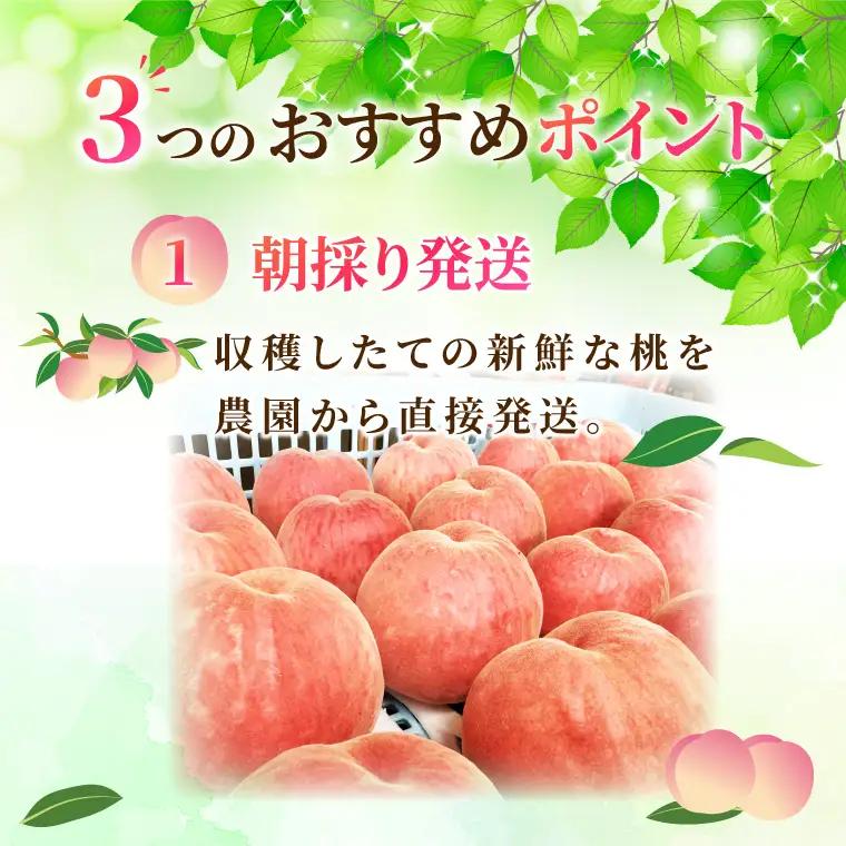 【先行予約・数量限定】大子町産「桃」約3kg 品種おまかせ（あかつき・まどか・美郷 等）｜茨城県 大子町 令和8年産 もも モモ フルーツ 果物 おまかせ 詰め合わせ 産地直送 旬 人気 厳選 奥久慈