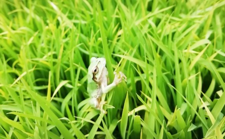 【令和7年産・白米10kg×定期便3ヶ月】特別栽培「五郎兵衛さんのお米」 ＜2025年10月初旬以降順次配送＞ 長野県 信州 先行予約 新米 こしひかり【五郎兵衛米 米 コメ 白米 精米 お米 こめ 