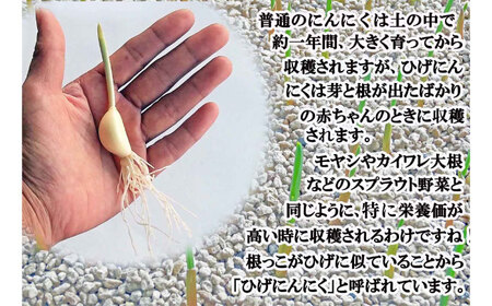 ひげにんにく玉 10袋（1袋60粒入） / 佐賀県 / 日本にんにく [41AAAO006]