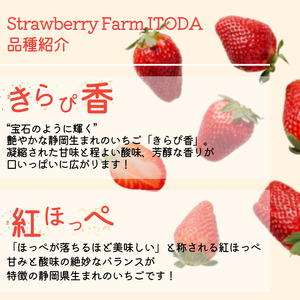 産地直送！完熟いちご 紅ほっぺ300g×4パック　【 いちご 果物 フルーツ 苺 イチゴ くだもの 完熟 静岡県産 期間限定】