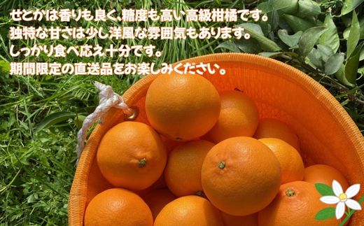 せとか 3kg ご家庭用 みかん 愛媛 先行予約 【2026年2月上旬から順次発送】 数量限定 愛媛県産 人気 柑橘 伊予市｜B244