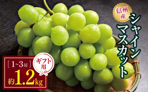 【先行受付】信州産 シャインマスカット ギフト用 約1.2kg(1房～3房) ｜ふるさと納税 信州 松本 シャインマスカット 定番 甘い 果物 フルーツ 甘い おすすめ ギフト