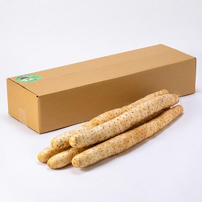 ふるさと納税 五戸町 【青森県五戸町特産】長芋　5kg |  | 02