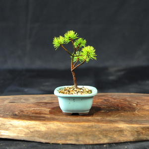 赤石の泉 赤石五葉松（鉢植え） F-151