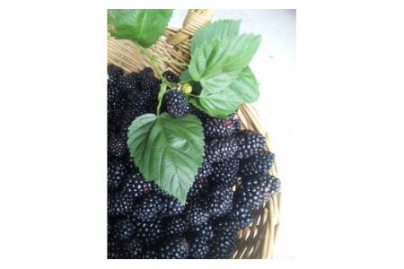 【先行予約】冷凍ブラックベリーピューレ 1㎏ ｜ 西条ブルーベリー農園