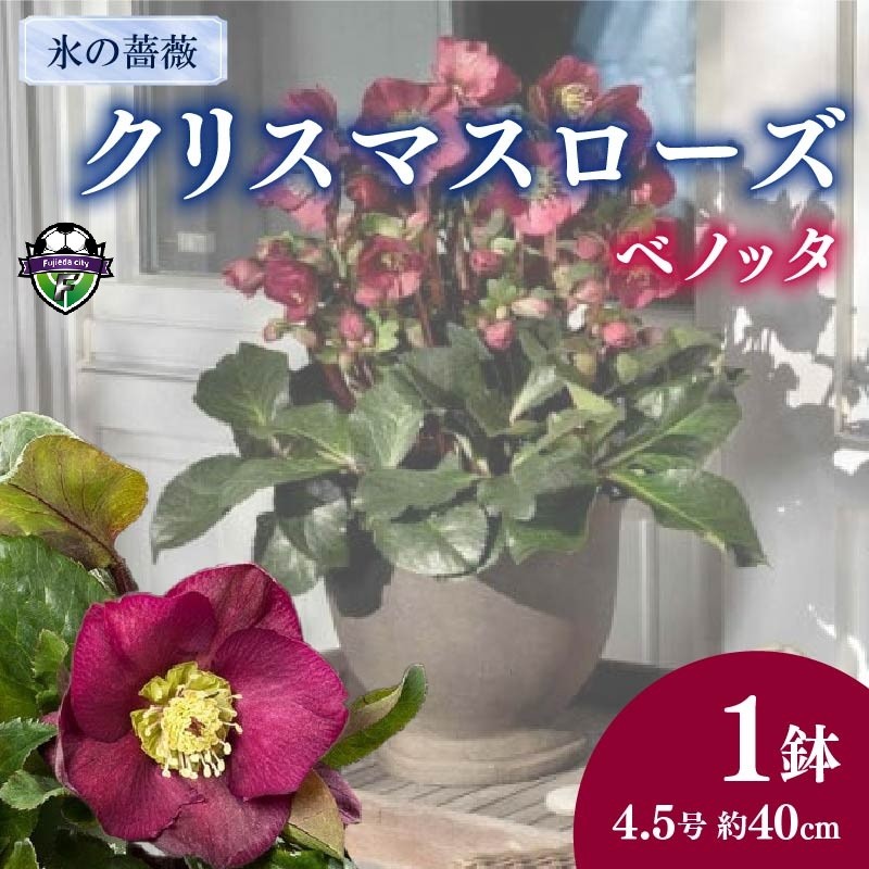 
                  【 先行予約 ：2026年12月発送 】 花 クリスマスローズ 鉢植え 氷の薔薇 ベノッタ 開花株 4.5号 冬 季節 ガーデン ガーデニング 庭 贈答 プレゼント ギフト 植物 オンライン決済限定
                