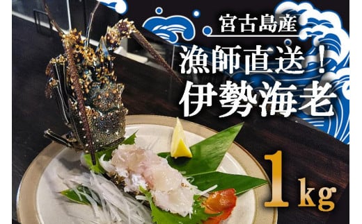 
            GA001　漁師直送！ 宮古島の冷凍島伊勢海老　1kg
          