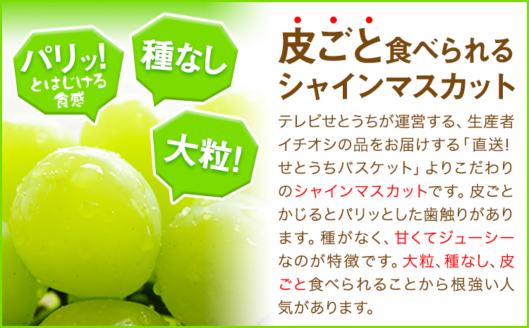 【先行予約】岡山県産 シャインマスカット (家庭用) 2〜3房(約1.2kg)《9月中旬-11月中旬頃より発送予定(土日祝除く)》テレビせとうち株式会社 冷蔵 果物 ブドウ 送料無料 岡山県 浅口市