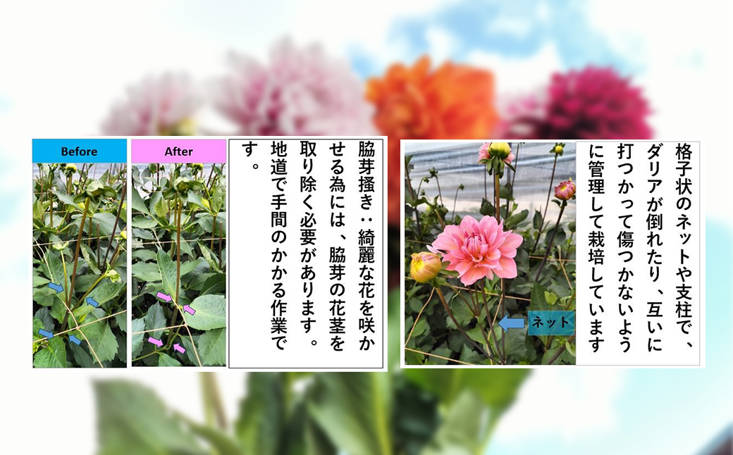 新鮮！綺麗！秋田のダリア〈5本花束〉　50P7804