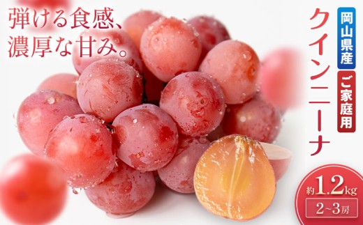 【2027年先行予約】ご家庭用 岡山県産 クインニーナ 約1.2kg 2～3房 晴れの国おかやま館 (つむぐ株式会社) 《2027年9月中旬-9月下旬頃出荷》岡山県 笠岡市 フルーツ 果物 果実 訳あり ぶどう 赤ぶどう 葡萄 ブドウ【配送不可地域：離島】