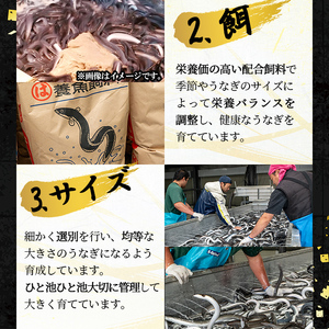 桜林養鰻のうなぎ蒲焼 計333g以上(111g以上×3尾) 鰻 うなぎ ウナギ うなぎ  蒲焼き かばやき 国産 九州産 鹿児島県産 冷凍 真空パック 簡単 うな丼 うな重 ひつまぶし 惣菜 おかず 