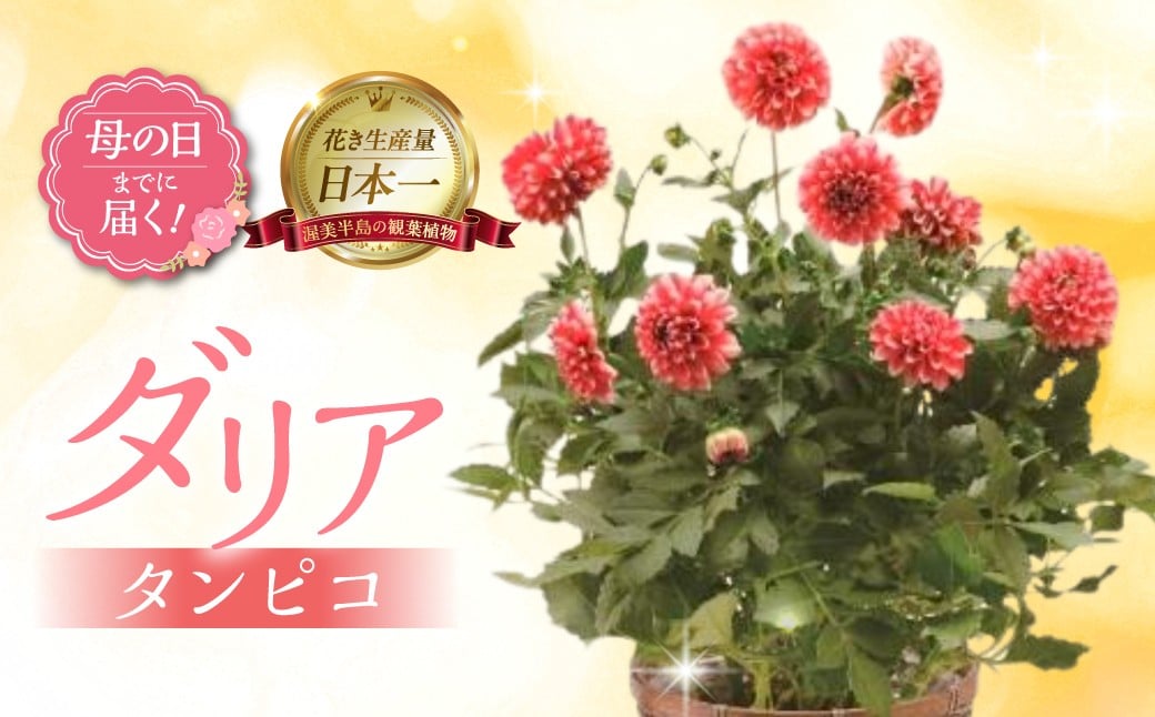 
                  《母の日までにお届け》ダリア タンピコ 花 花 鉢植え 鉢 鉢花 花 観葉植物 植物 6号鉢 人気 おしゃれ かわいい 母の日 プレゼント 贈り物 贈答 ギフト 冬 フラワーギフト 母の日 ありがとう お母さん 母 記念日
                