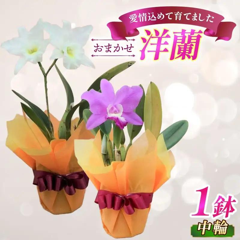 【彦根市内にて栽培】 おまかせ洋蘭 中輪 1鉢 ミニカトレア 洋蘭