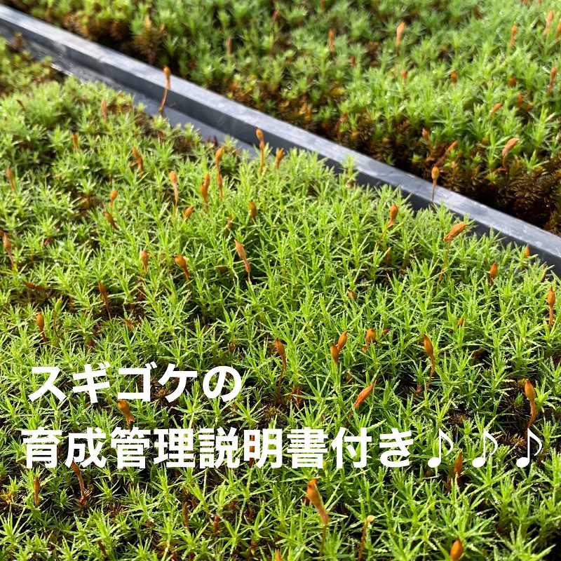 こけ専門農家直送!! スギゴケの種5L 苔テラリウム 苔 コケ 牧之原市 静岡県
