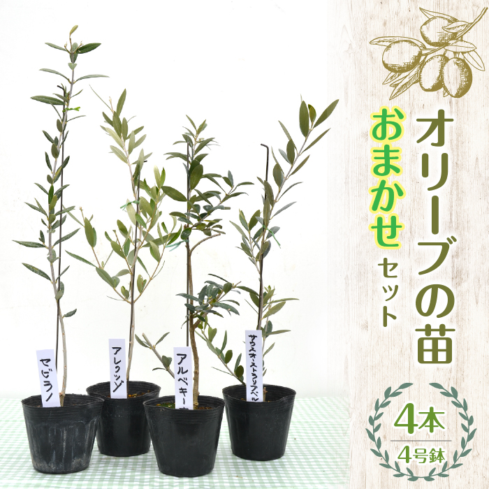 【ハーブショップYOU'樹】【おまかせセット】ハーブとの出会いから約50年。山梨県唯一の「地域特産物ハーブマイスター」が育てるハーブ苗 オリーブの苗セット 4号鉢 4本 SWBE003