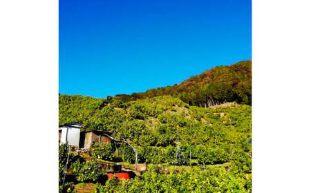 マルツジ果樹園の土佐文旦 家庭用(小玉) 約5kg 5キロ M～Lサイズ 12～17個入り ぶんたん ブンタン フルーツ 柑橘 みかん 果物 くだもの 柑橘類 デザート お取り寄せ 国産