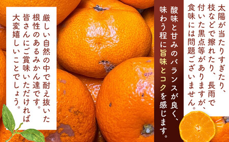 訳あり それでも 有田みかん 箱込 2.5kg (内容量約 2.3kg) サイズミックス B品 有田みかん 和歌山県産 産地直送 家庭用【みかんの会】