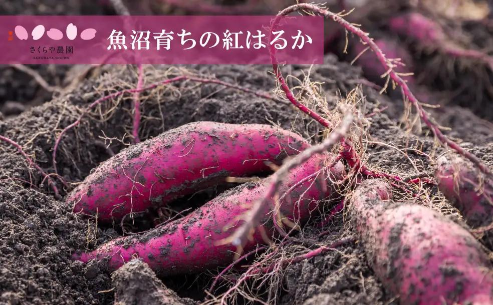 里山育ちの紅はるかを使った さくらや農園 魚沼の干し芋 110g×4袋 