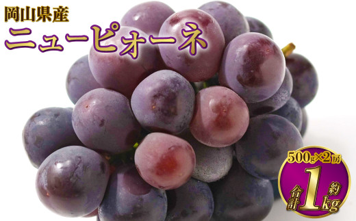 岡山県産 ニューピオーネ 約1kg（約500g×2房）  【2026年6月下旬～7月下旬発送予定】 ピオーネ ぶどう 葡萄 ブドウ 種なし
