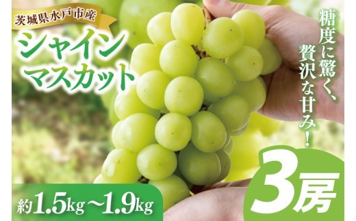 
                  【9月中旬より順次発送】糖度に驚く、贅沢な甘み！水戸市産シャインマスカット ３房 約1.5kg～1.9kg 【葡萄 ぶどう マスカット フルーツ 果物 くだもの  水戸市 茨城県 】(NL-2)
                