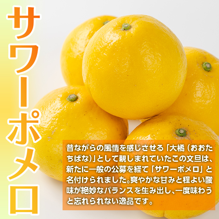 i916 ＜2026年3月上旬～5月下旬の間に発送予定＞サワーポメロ(約10kg) 柑橘 サワーポメロ 鹿児島県 国産 果物 フルーツ みかん 文旦 ボンタン 【江崎果樹園】