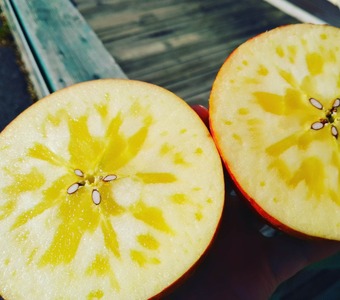 先行予約【南斜面で捕まえて】11月の米崎りんご ぎゅっとセット 5kg 【 りんご 品種 おまかせ 旬 お届け 岩手 陸前高田 】2024.11月から順次発送予定