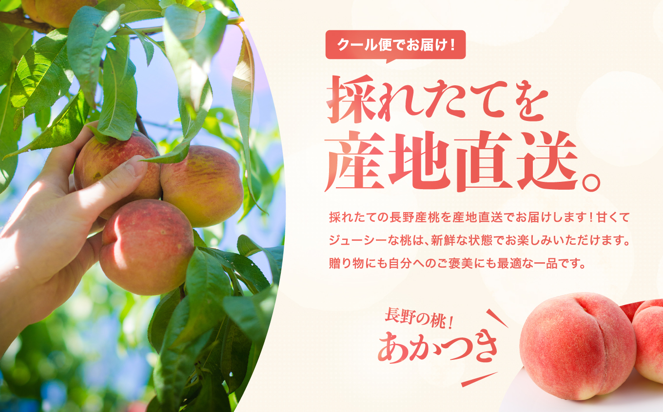 【2026年予約販売】 長野県産 桃 あかつき 秀品 約5kg〈2026年7月中旬～8月中旬発送〉| 桃 もも モモ あかつき 長野県 産地直送 くだもの 果物 フルーツ デザート 送料無料 長野県 