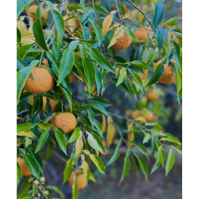 ふるさと納税 名古屋市 ゆずエッセンシャルオイル |  | 02