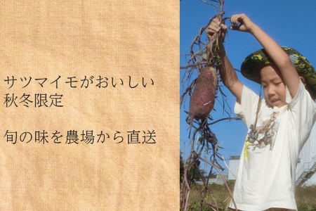 有機サツマイモ　農薬不使用　有機JAS認証　期間限定（12、1、2月）旬野菜 2135 オーガニック　無農薬　化学肥料不使用　ゆっくり育ったので旨味が凝縮　さつまいも　甘藷　