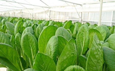 水耕 栽培 新鮮 葉物 野菜 Aセット | GreensFarm ホタル サラダ 和え物 M06S22