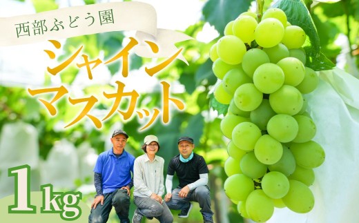 西部ぶどう園 シャインマスカット 2房 約1kg｜ぶどう ブドウ マスカット 葡萄 薄皮 皮ごと 甘い フルーツ 果物 （※2026年9月上旬頃より順次発送予定 ※沖縄・離島への配送不可）
