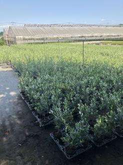 オリーブ ピクアル6号_BZ11 ※離島への配送不可