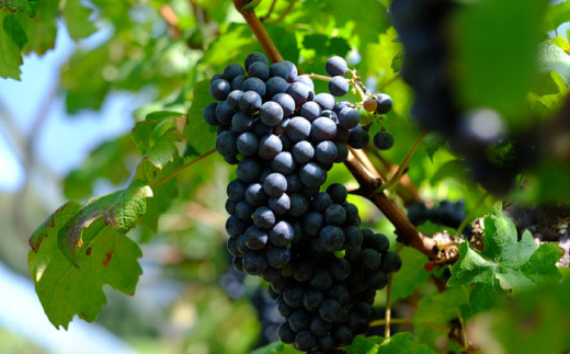 【ギフト包装】ワイン 奥出雲葡萄園 杜のワイン 白・赤 2本セット 国産 ワイン セット 白ワイン 赤ワイン 2本 2本セット 詰め合わせ 飲み比べ セット ギフト ギフト包装 ラッピング 贈り物 プ