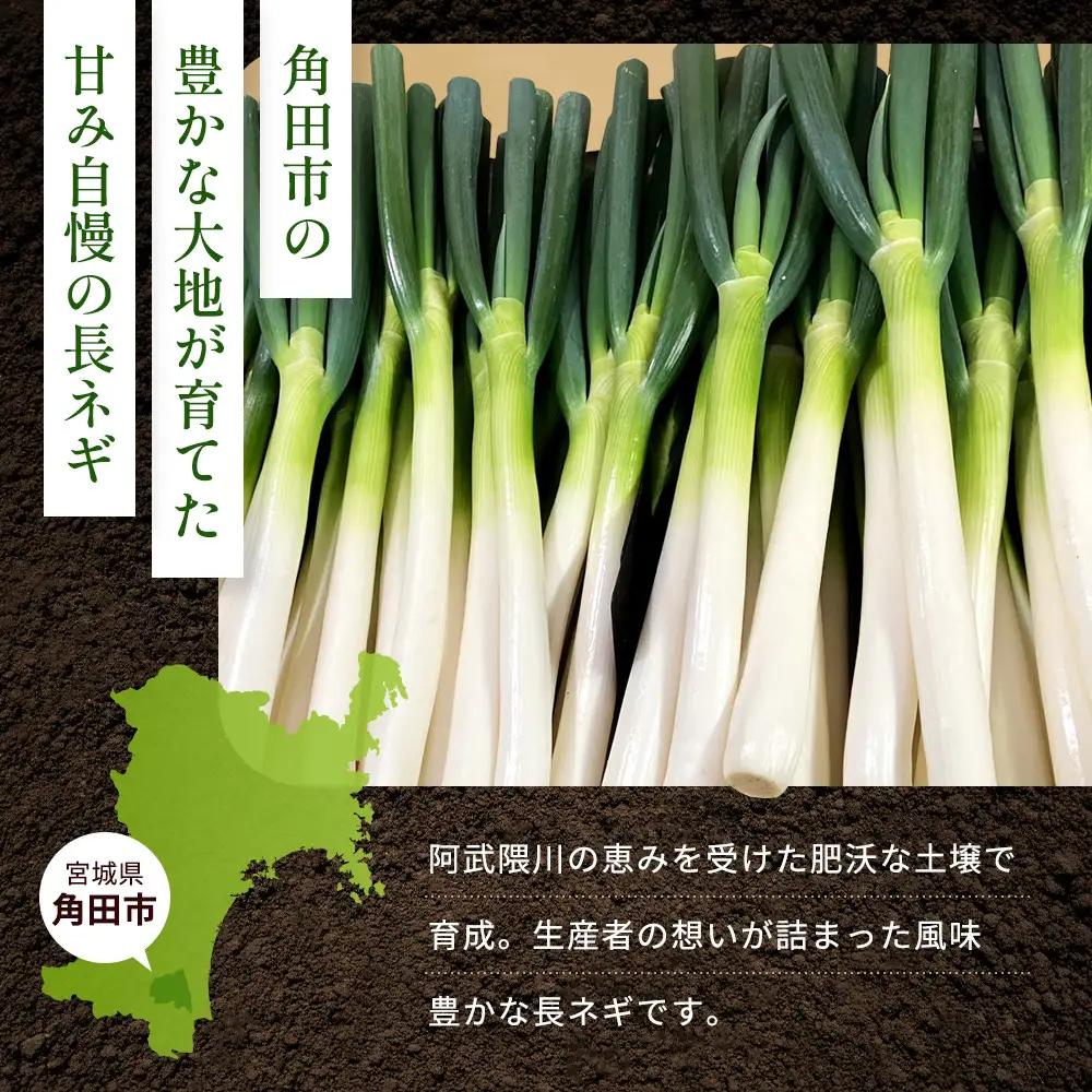 【先行予約】とれたて直送 角田市産！とろける甘みの「こだわり長ネギ」 約3kg （約12本～18本）【11月上旬以降発送】| 新鮮 産地直送